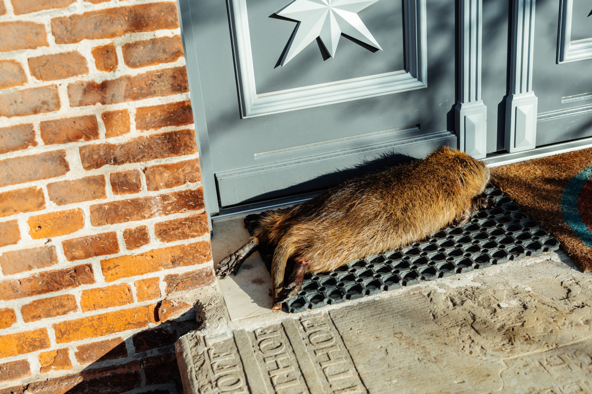 Image 2: Nutria